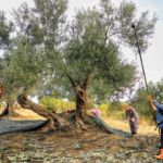 Zeytin dalda, üretici darda
