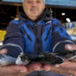 Karadeniz’de Palamut Alarmı: Fiyatı 30 TL’ye Düştü, Canlı Türlerini Tehdit Ediyor!