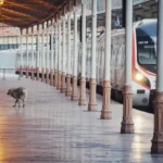 Marmaray’da bir intihar daha