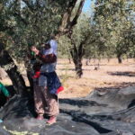 Soma’da zeytin hasadında ‘geçim’ mücadelesi: ‘Geceleri teneke topluyorum…