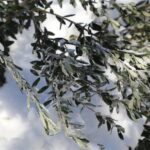 Zeytin ağacı: Zamanın sessiz bilgesi