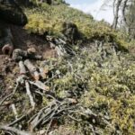 Li Çiyayê Dorşînê birîna daran zêde dibe
