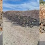 Li Çiyayê Gabarê birîna daran a li derdora qadên petrolê berdewam dike