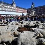 Madrid Sokaklarında Orta Çağ Rüzgarı: Binden Fazla Koyun Başkentte Yürüdü