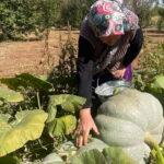 Tam 6 ay toprakta bekliyor, çıktığında ‘elmas’ oluyor!