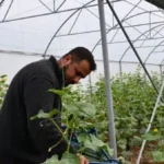 Kilosu 35 liradan satılıyor ama satacak pazar bulamıyorlar! Yılda 3 kez ürün veriyor