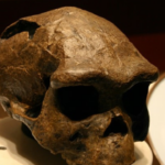 Evrim Tarihinde Ezber Bozan Fosil Keşfi: Homo Erectus 200 Bin Yıl Geriye Çekildi