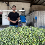 Maliyet 80 TL, satış 40 TL: Zeytin üreticisi zararına hasat yapıyor