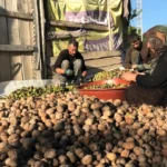 Yozgat’ta ceviz üretimi artıyor, üreticinin fiyatı değişmiyor