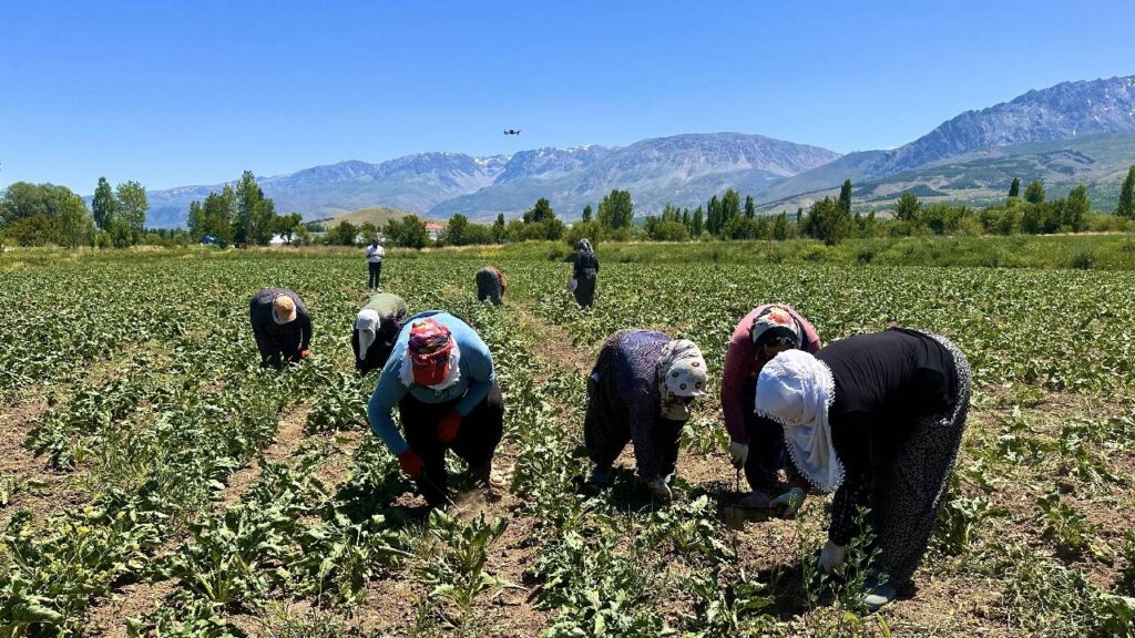 15 yıldır dokunulmayan tarladan, mahsul fışkırdı: Tonuna 4 bin lira isteniyor…