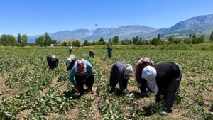 15 yıldır dokunulmayan tarladan, mahsul fışkırdı: Tonuna 4 bin lira isteniyor…