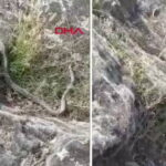 Aksaray’da doğa yürüyüşünde 3 metrelik dev yılanla karşılaştı: O anlar kamerada