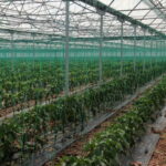 Antalya’da Seracılıkta Yeni Sezon: Kaliteli Ürünler İhracata, İç Piyasaya Alternatif