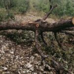 Li Sîtek du kesên dar dibirîn hatin binçavkirin