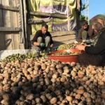 Edirne’de Ceviz Hasadı Başladı: 400 Ton Rekolte Bekleniyor