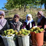 Manisa Demirci’de Kestane Hasadı Başladı: Kilosu 170-210 TL’den Alıcı Buluyor