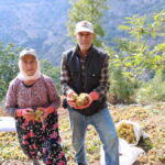 Hasat 15 gün geç başladı: Toplaması tehlikeli, süresi kısa