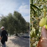 Akhisarlı üretici zeytin hasadını durdurdu