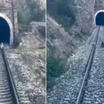 Sivas’ta Yolcu Trenine Ayı Ablukası: O Anlar Kamerada!