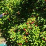 Böbrek taşı olanlar kargo yolu gözlüyor: Toplandığı gibi yenmiyor! Acısı çıksın diye