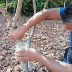 İzmir Çeşme’de Kilosu 50 Bin Lira Olan Damla Sakızında Hasat Başladı