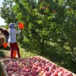 Niğde’de Misket Elması Hasadı Başladı: 132 Bin Tonluk Rekolte Yolda