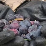 Daha tarladayken kilosu 150 liradan satılıyor! Hatay’a özgü lezzette hasat başladı…
