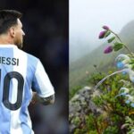 Lionel Messi’nin adı yeni keşfedilen bitki türüne verildi: Salvia messii