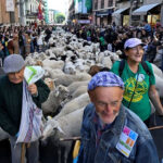 Madrid’in Kalbinde Orta Çağ Gelenegi: Binlerce Koyun Kent Merkezinde Yürüdü