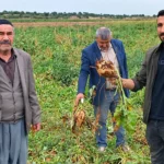 Li Amedê Hasada Kêzika Şekir Dest Pê Kir: Çavê Çandiniyê Li Bihayê Ye
