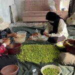 Li Gundê Hermotê dema çinîn û amadekirina zeytûnane